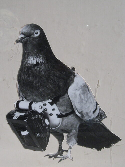 1903 photo of Dr. Julius Neubronner's pigeon fitted with a miniature spy camera